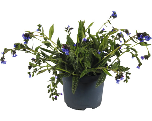 Fläcklungört FLORASELF Pulmonaria 'Miss Elly' Co 3L