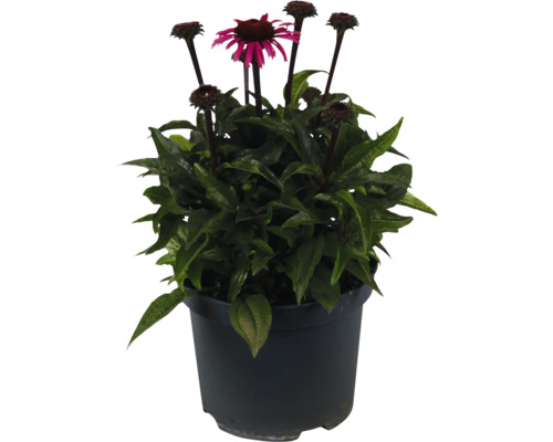 Solhatt FLORASELF Echinacea ‘Awake' Co 3L