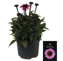 Echinacea ''Premium Pink'' i kruka med växtetikett