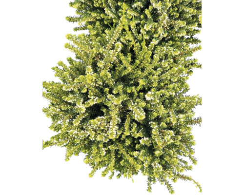 Darleyljung FLORASELF Erica darleyensis skål Ø21cm Ljung med vita blommor