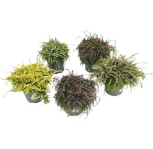 Diverse ljungväxter i krukor