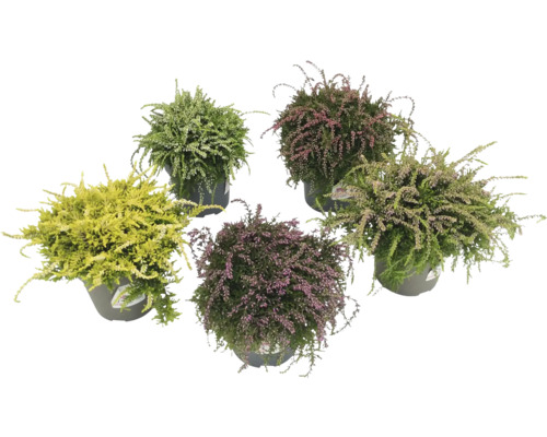 Diverse ljungväxter i krukor