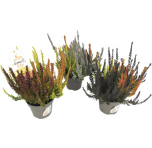 Treaglitterljung i kruka