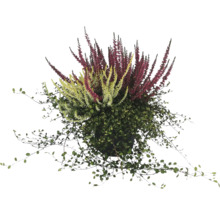 Översikt över en krukväxt med gröna och röda blomställningar.