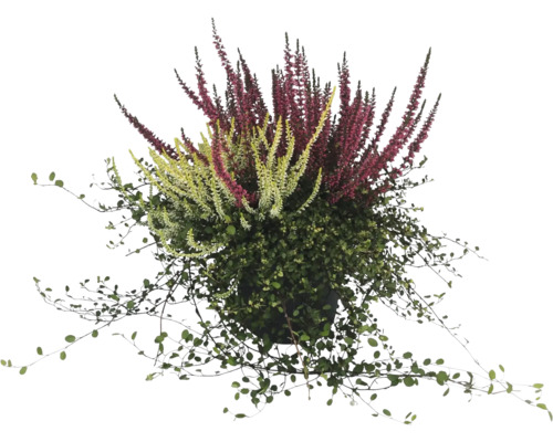 Översikt över en krukväxt med gröna och röda blomställningar.