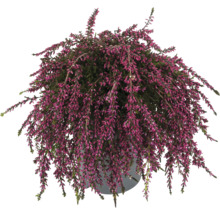 Kruka med ljungväxt med blomma