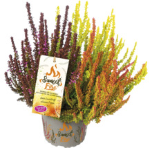 Höstljung Sunset Fire i kruka med produktetikett