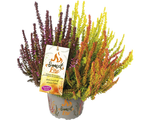 Höstljung Sunset Fire i kruka med produktetikett