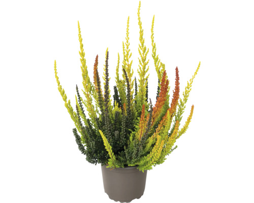 Ljung Trio FLORASELF Calluna vulgaris Gardengirls® 'Sunset Fire' krukstorlek Ø11cm Ljung i kruka