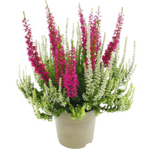 Kruka med ljungväxter med gröna, vita och rosa blommor
