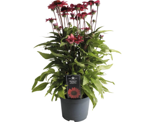 Solhatt ''SunMagic Vintage Red'' i kruka