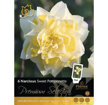 Förpackning med 6 påskliljor Sweet Pomponette, dubbel sort