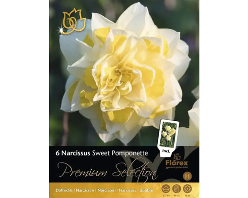 Förpackning med 6 påskliljor Sweet Pomponette, dubbel sort