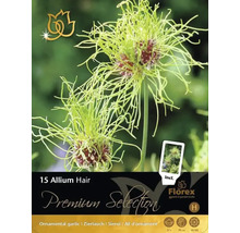 Förpackning med 15 Allium Hair blomsterlökar