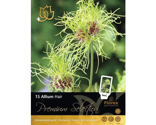 Förpackning med 15 Allium Hair blomsterlökar