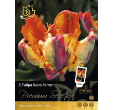 Förpackning med fem Tulipa Rasta Parrot blomsterlökar