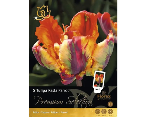 Förpackning med fem Tulipa Rasta Parrot blomsterlökar