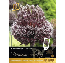 Förpackning med tre Allium Red Mohican blomsterlökar