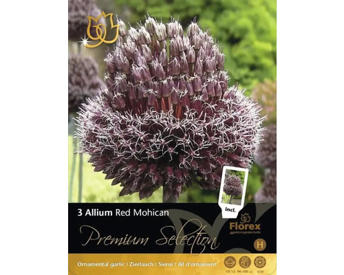 Förpackning med tre Allium Red Mohican blomsterlökar