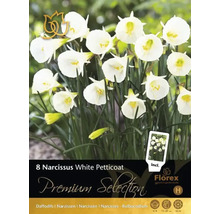 Förpackning med åtta Narcissus White Petticoat