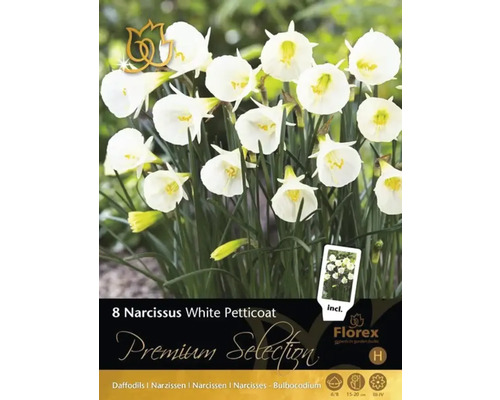 Förpackning med åtta Narcissus White Petticoat