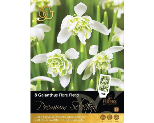 Förpackning med åtta Galanthus Flore Pleno blomsterlökar