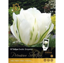Förpackning tulpanlökar Exotic Emperor