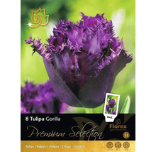 Tulipa Gorilla blomsterlökförpackning med lila, fransiga tulpaner