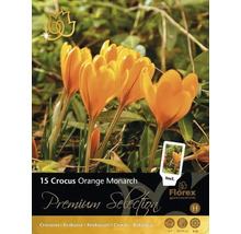 Förpackning med krokusar Orange Monarch med 15 stycken