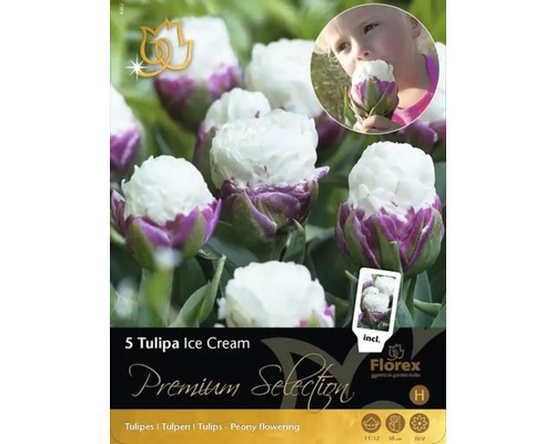 Förpackning med fem Tulipa Ice Cream blomsterlökar