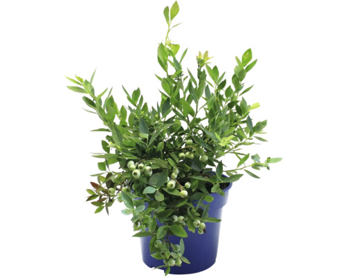 Blåbärsplanta i kruka med gröna blad och omogna frukter