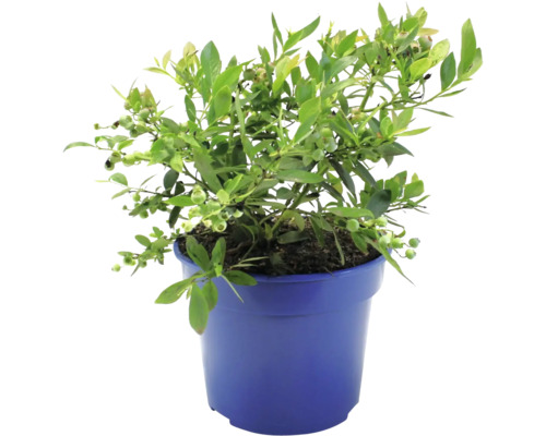 Blåbärsbuske i en kruka