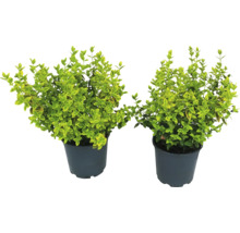 Två ligusterplantor i kruka