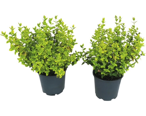 Två ligusterplantor i kruka