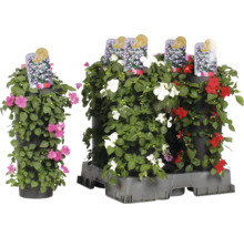 Etageplantering med flitiga Lisa i olika färger