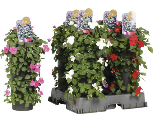 Etageplantering med flitiga Lisa i olika färger