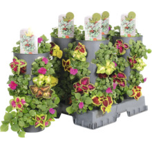 Blomkruka med olika växter och sortskyltar