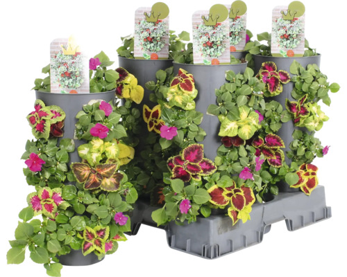 Blomkruka med olika växter och sortskyltar
