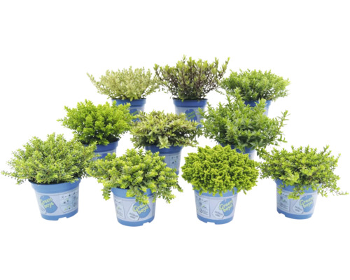 Flera blommande växter i krukor för utomhusbruk