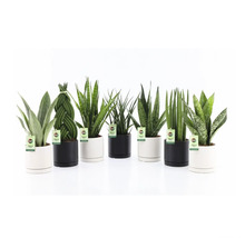 Olika Sansevieria växter i vita och svarta krukor