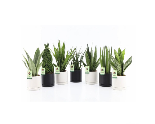 Svärmors tunga mix FLORASELF Sansevieria i Ø13cm keramikkruka Hainan Olika Sansevieria växter i vita och svarta krukor