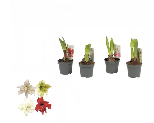 Amaryllislökar i krukor med exempel på blommor