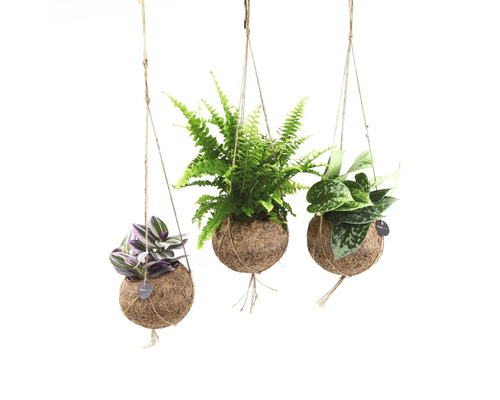 Kokodama-ampel grönmix FLORASELF blomampelset krukstorlek Ø12cm Tre hängande växter i kokosfiberbollar med olika växtarter
