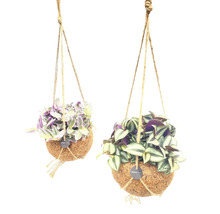 Två hängande växter i kokosnötskal med repupphängning