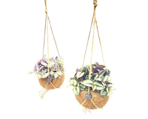 Kokodama-ampel FLORASELF tremastarblomma mix blomampelset krukstorlek Ø15cm Två hängande växter i kokosnötskal med repupphängning