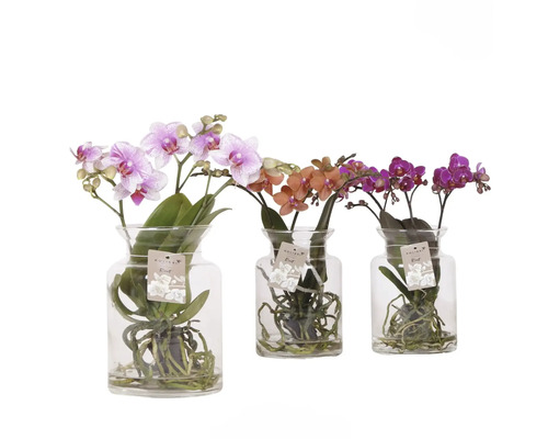 Tre orkidéer i glasvaser med olika blomfärger