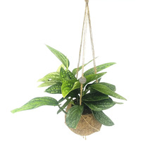 Hängande växt med gröna blad i hängande korg av kokosfiber