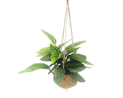 Kokodama-ampel FLORASELF gullranka 'Marble Planet' blomampelset krukstorlek Ø17cm Hängande växt med gröna blad i hängande korg av kokosfiber