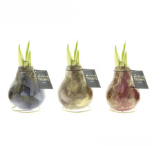 Tre vaxblommor med lökar och gröna skott på gyllene ställ