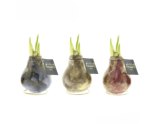 Amaryllis lyxmix i vax FLORASELF Hippeastrum Tre vaxblommor med lökar och gröna skott på gyllene ställ